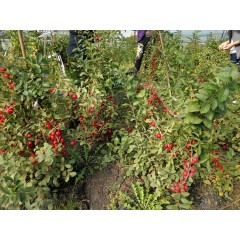 鈣果 農大6號樹苗果樹苗木【郵政發(fā)貨、10棵起發(fā)貨】