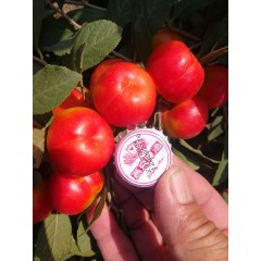 鈣果 農大6號樹苗果樹苗木【郵政發(fā)貨、10棵起發(fā)貨】