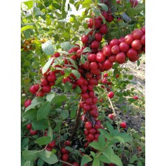 鈣果 農大6號樹苗果樹苗木【郵政發(fā)貨、10棵起發(fā)貨】