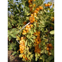 鈣果 農(nóng)大7號樹苗果樹苗木【郵政發(fā)貨、10棵起發(fā)貨】