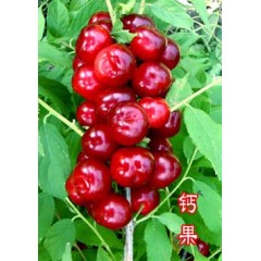 農(nóng)大鈣果4號(hào)果樹(shù)苗木【郵政發(fā)貨、10棵起發(fā)貨】