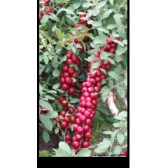 農(nóng)大鈣果4號(hào)果樹(shù)苗木【郵政發(fā)貨、10棵起發(fā)貨】