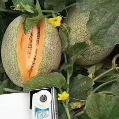 一只長(zhǎng)在吐魯番的哈密瓜，西州蜜25號(hào)又叫“酥蜜25號(hào)”濃郁香甜，甜度驚人?。?！
