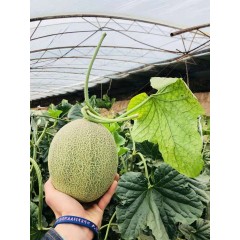 一只長(zhǎng)在吐魯番的哈密瓜，西州蜜25號(hào)又叫“酥蜜25號(hào)”濃郁香甜，甜度驚人?。。? width=