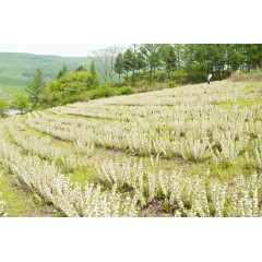 農(nóng)大鈣果苗木農(nóng)大4號、農(nóng)大6號、’‘農(nóng)大7號’樹苗【郵政發(fā)貨、10棵起發(fā)貨】
