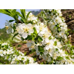 農(nóng)大鈣果苗木農(nóng)大4號、農(nóng)大6號、’‘農(nóng)大7號’樹苗【郵政發(fā)貨、10棵起發(fā)貨】