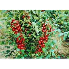 農(nóng)大鈣果苗木農(nóng)大4號、農(nóng)大6號、’‘農(nóng)大7號’樹苗【郵政發(fā)貨、10棵起發(fā)貨】