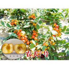 農(nóng)大鈣果苗木農(nóng)大4號、農(nóng)大6號、’‘農(nóng)大7號’樹苗【郵政發(fā)貨、10棵起發(fā)貨】