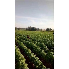蘇子訂單農(nóng)業(yè) 訂單種植 蘇子葉、蘇子籽 回收收購(gòu)
