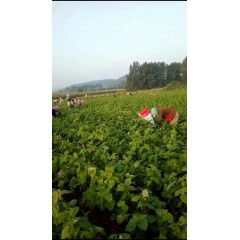 蘇子訂單農(nóng)業(yè) 訂單種植 蘇子葉、蘇子籽 回收收購(gòu)